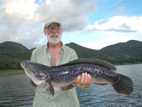 So many different freshly water fish - Reviews, Photos - Big Game ...