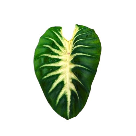 Colocasia 'Maui Sunrise' – Tropical Beauty with Creamy Veins | Soiled