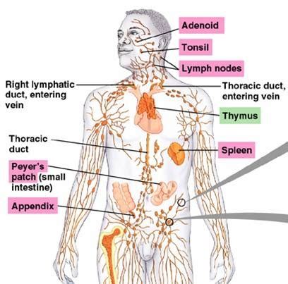 Image result for Lymphatic System Function