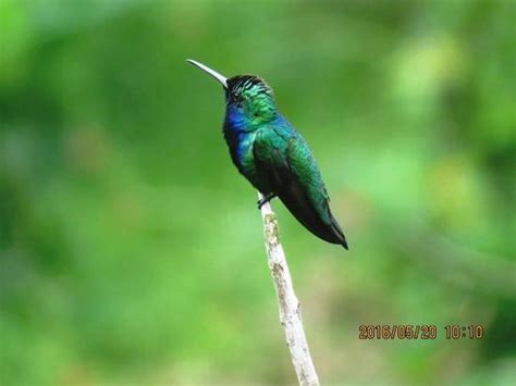 Tobago Forest Reserve - 2021 What to Know Before You Go (with Photos ...