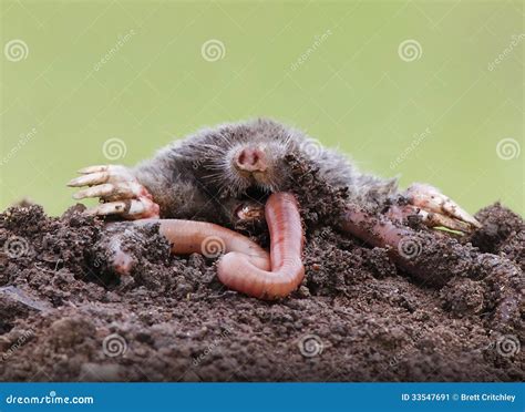 Mole eating earthworm stock image. Image of mound, green - 33547691