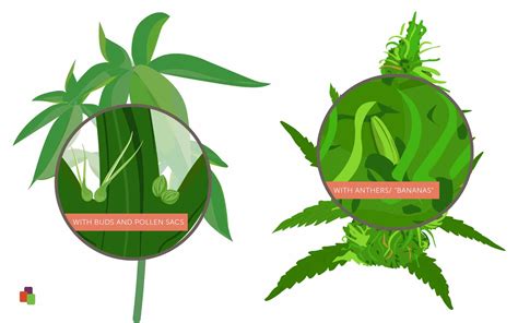 What Does A Hermaphrodite Pot Plant Look Like at Blair Martin blog