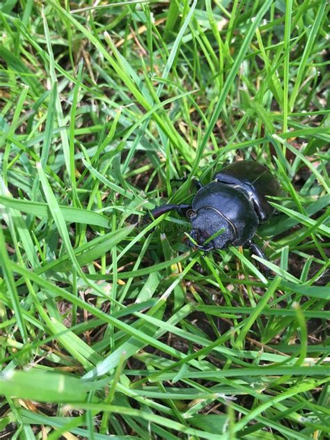 Image result for Alien River Bug