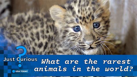 Rarest Animal Species In The World