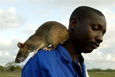 英国在房间中发现巨型老鼠，身长达到30厘米__凤凰网