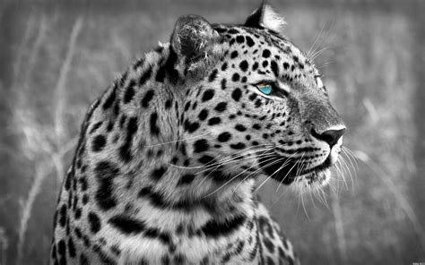 Black and white leopard wallpapers and images - wallpapers, pictures ...