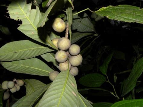 Zapote Blanco Live Plant (Pouteria glomerata): A Rare Tropical Treasur ...