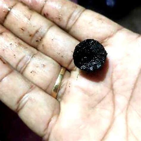 Satisfying KALI HALDI, black turmeric, Nalla Pasupu, Curcuma caesia ...