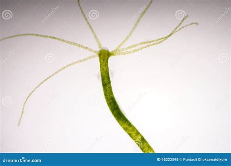 Hydra is a Genus of Small Under Microscope View Stock Image - Image of multicellular, cellular ...