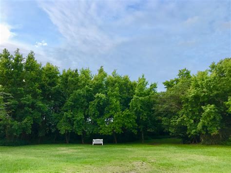 Image result for Tree Line Explained