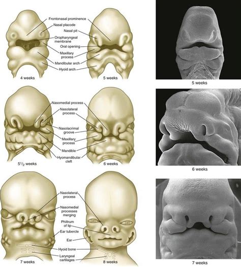 Embryonic Facial Development 的图像结果
