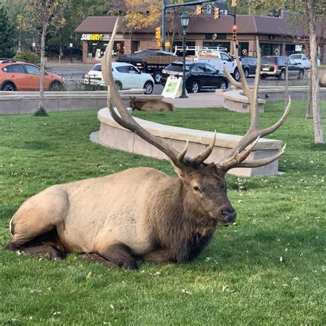 Elk Estes Park Elk Rut – Estes Park Tour Guides