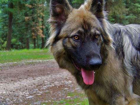 American Alsatian is staring - Pet Paw