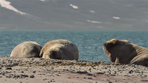A la poursuite du morse (avec un photographe têtu !) - Documentaire ...