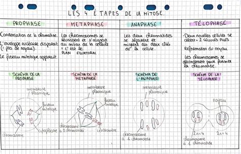 Explication simple: Les 4 phases de la mitose : Schéma et Résumé Facile (SVT) - Knowunity