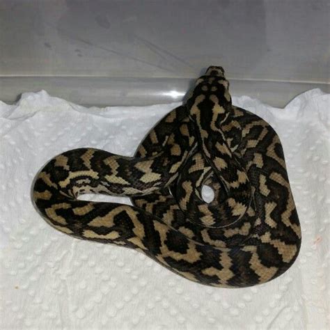 Image result for Carpet Python Snake Skin