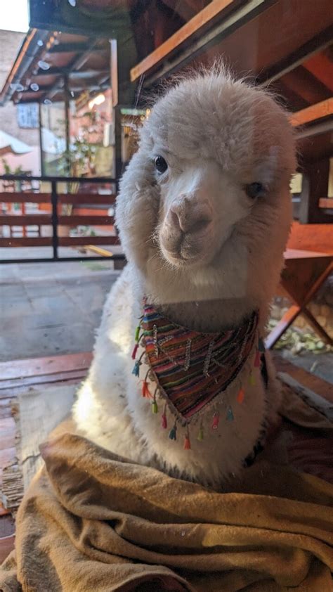 Unforgettable stay with amazing staff and unique charm - Review of ...