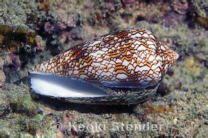 Image result for Conus Textile Shell