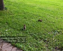 Image result for Baby Bunnies in the Garden