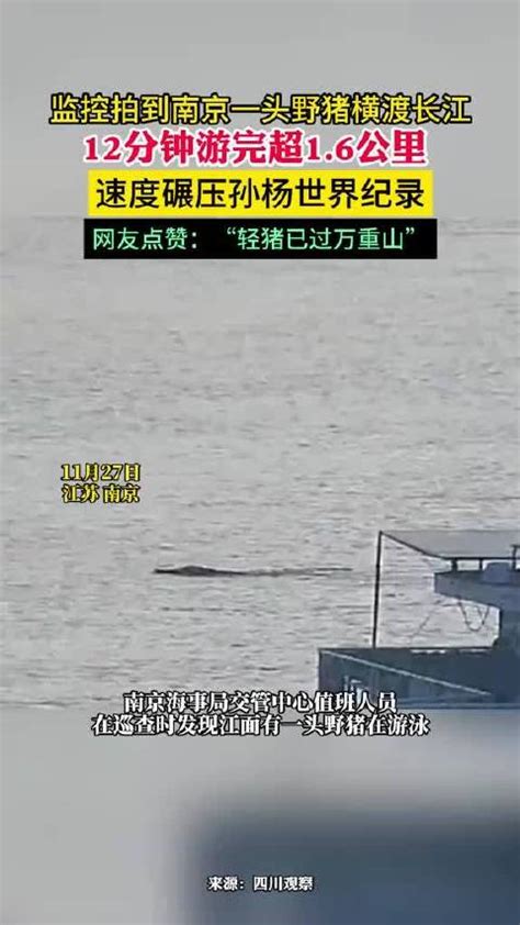 监控拍到南京一头野猪横渡长江12分钟游完超1.6公里|长江|监控|南京市_新浪新闻
