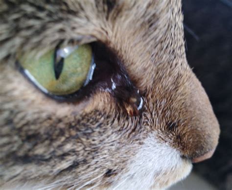 Why Are My Cats Eyes Glassy at Anna Tichenor blog