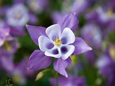 fiori di primavera nomi nomi e immagini di fiori di primavera 35 foto fiori di primavera nomi nomi e immagini di fiori di primavera 35 foto