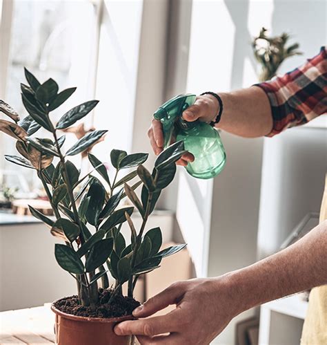 Mastering Plant Parenthood - Salisbury Greenhouse - Blog