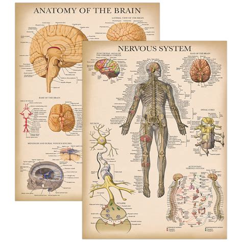 Palace Learning 2 Pack Vintage Nervous System And Brain Anatomy ...