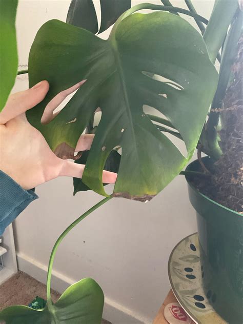 Yellowing leaf on monstera deliciosa : r/plantclinic