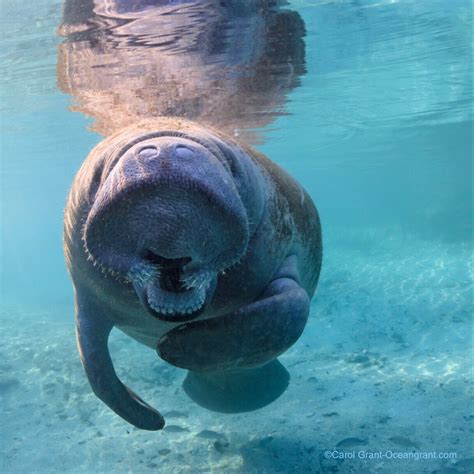 Manatee Prehensile Snout | Manatee Tales - where to see manatees near me