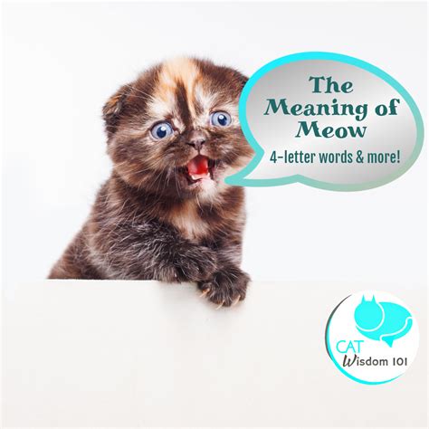 How To Say Meow Meow In Spanish at April Langdon blog
