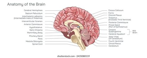 Image result for Prefrontal Cortex Basic Diagram
