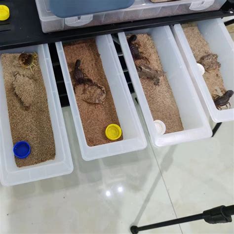 Image result for Ball Python Rack