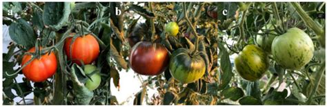 Effect of Grafting Rootstock on the Antioxidant Capacity and Content of ...