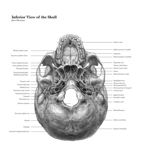 Inferior View of the Skull — Juno Shemano