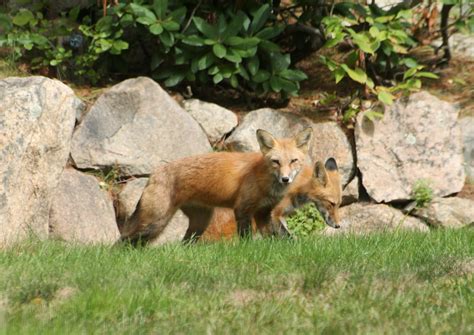 Map of Fox Species Distribution (Updated) : r/foxes
