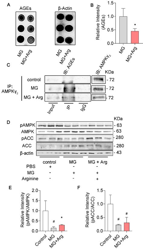 Arginine Reduces Glycation in γ2 Subunit of AMPK and Pathologies in ...