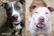 alimentazione amstaff differenza tra pitbull e amstaff e come riconoscerli alimentazione amstaff differenza tra pitbull e amstaff e come riconoscerli