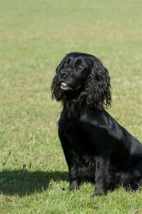 Free Images : canine, pet, sitting, black, cocker spaniel, vertebrate ...