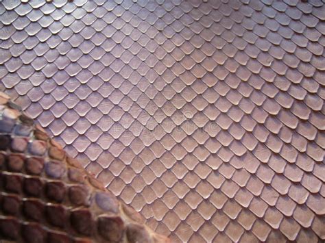 Image result for Pink Python Skin
