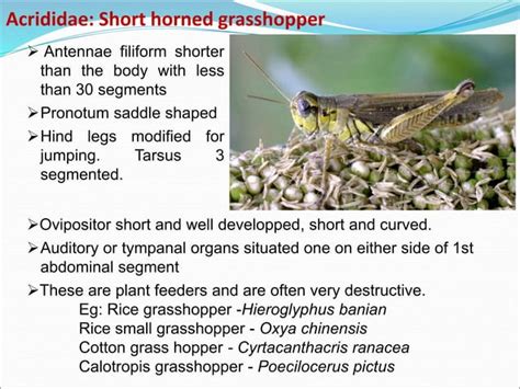 Image result for Classification of Class Insecta