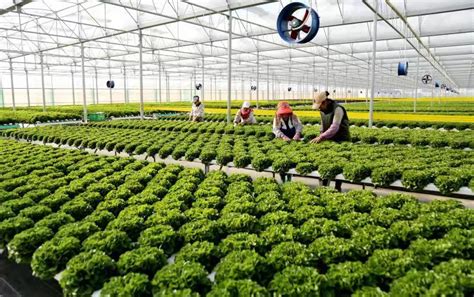 云南曲靖：发展蔬菜种植产业促农增收_图片频道_新华网