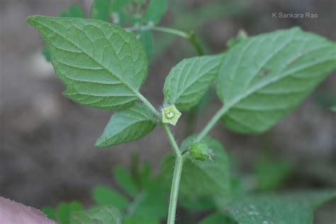 India Flora Online