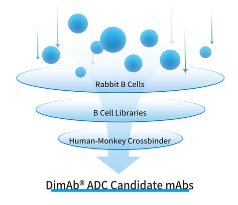 Image result for ADC Formulation Development