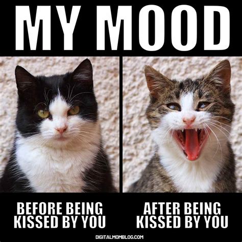 Romantic Kiss Memes - is it dangerous to kiss your cat
