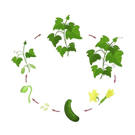 Life cycle of cucumber plant stages of growth from seed and sprout to ...