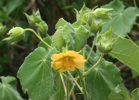 Plantzoin Indian mallow Kanghi Abutilon indicum Pedipedika Live Plant ...