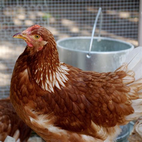Red Star Chicken Breeds