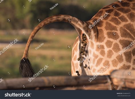 Giraffe Vomit at Isaac Dadson blog