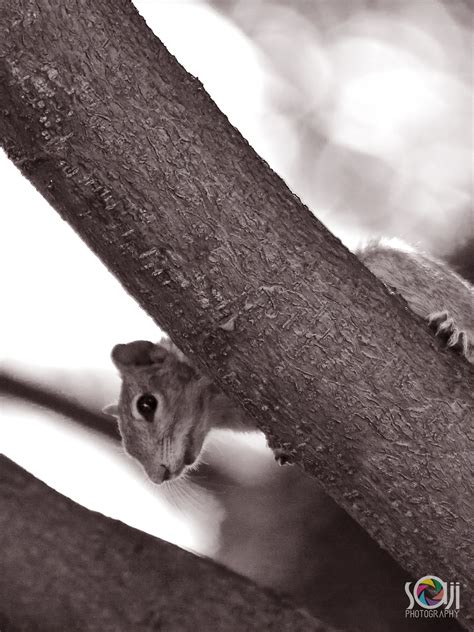 The Three striped Indian palm squirrel